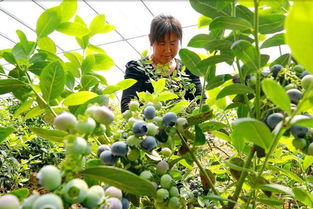 发展特色农产品种植，唱响乡村振兴的蔬菜之歌