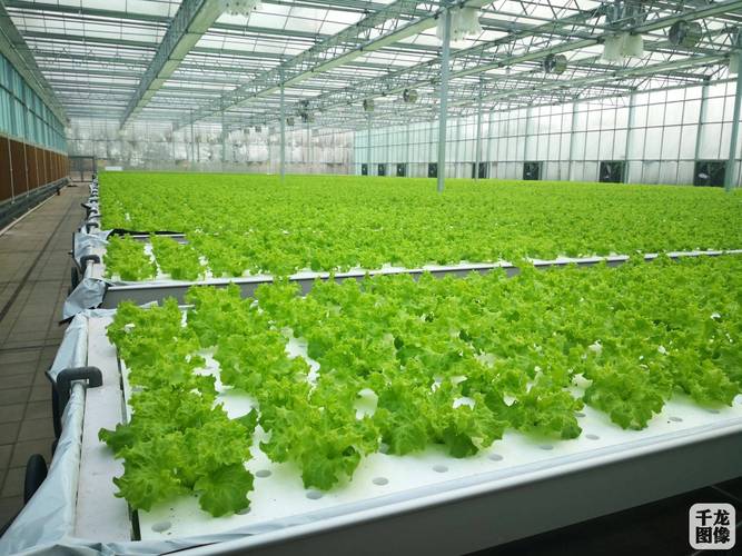 裕农公司智慧蔬菜大棚 科技赋能的蔬菜种植新模式