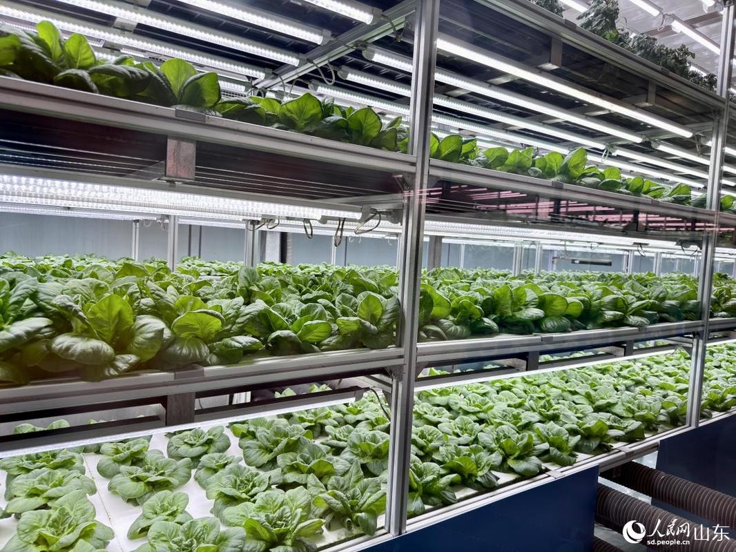 科技赋能农业 探索蔬菜种植新纪元