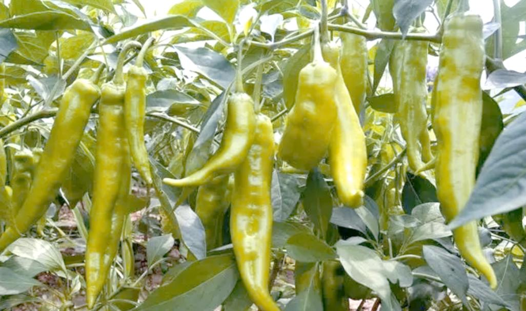 无公害蔬菜种植全程指南 从育苗到施肥的科学选择
