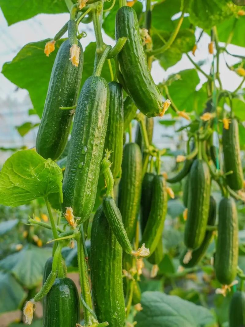 每天更新蔬菜种植技巧 从新手到高手的实用指南